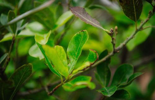 Casa do Remo - Foto 12