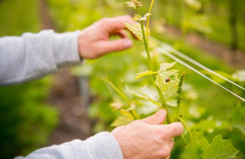 Agriturismo La Rocca - Foto 104