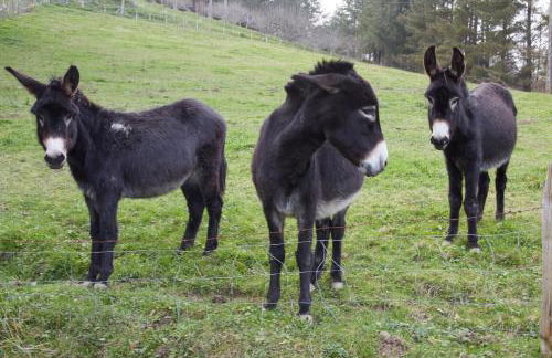 Casa Rural Akei - Basque Stay - Foto 9
