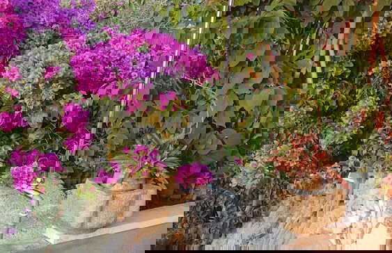 Sunset Apartments - Foto 18