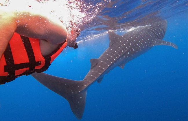 Snorkelling with Whale Sharks in Holbox - Photo 3