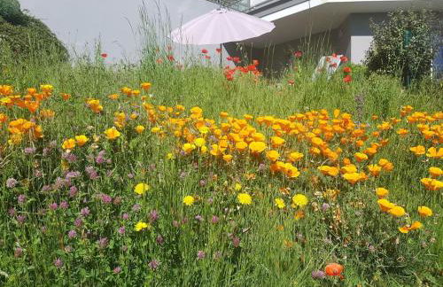 Horizon Feng Shui - jardin, terrasse et vue - Foto 39