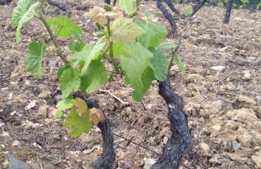 Quinta dos Espinheiros - Foto 104