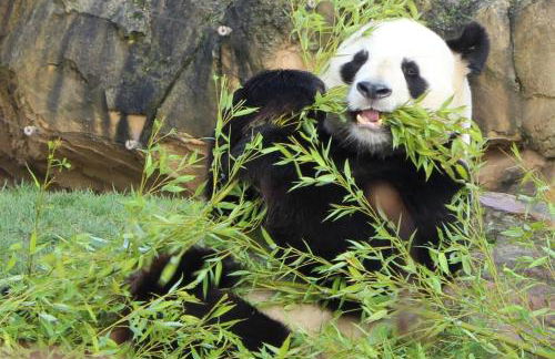 Gîtes à l'ombre des chênes - Foto 5