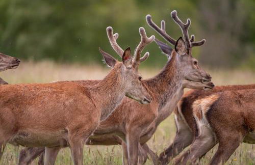 The Annexe, Luxury Property with Hot Tub at Pitilie Pods - Foto 7