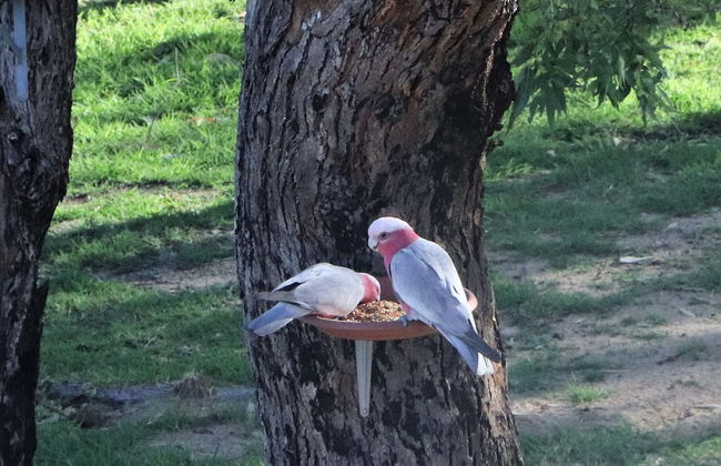 A Stanthorpe Getaway - Photo 62