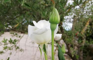 Casa Vacanze "Dimora Quercia" - Villino "Quercia" - Foto 41