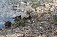 Grahl´s Ferienwohnung - Foto 49