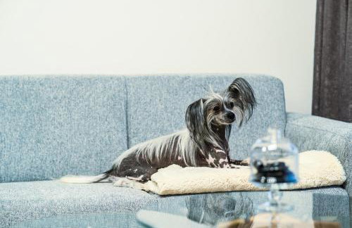 Apartamenty I SORAU Old Town - Foto 78