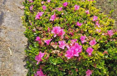 Casa das Azorinas - Foto 43