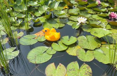 Eichberg Ferienhäuser - Foto 18