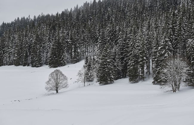 Black Forest Lodge - Foto 76