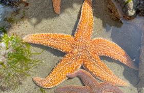 Pleine vue mer et plage - Foto 9