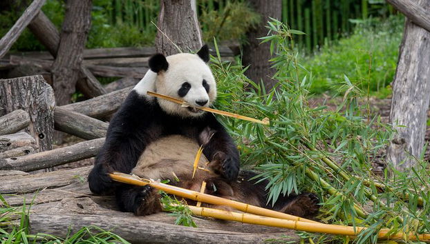 Billet coupe-file pour le zoo Hellabrunn de Munich avec transferts - Photo 5