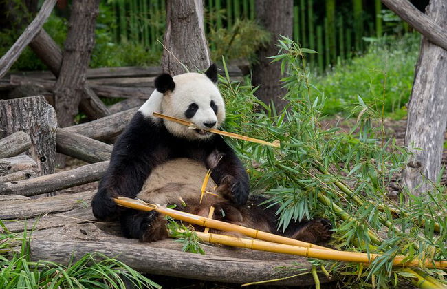 Billet coupe-file pour le zoo Hellabrunn de Munich avec transferts - Photo 5