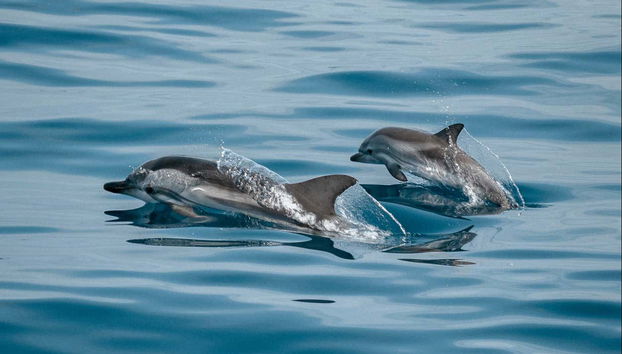 Delfines nadando en el Mediterráneo