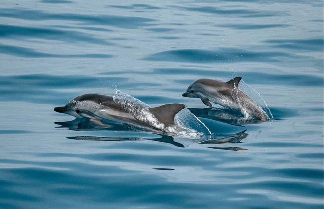 Avistamiento de delfines en Sotogrande - Foto 2