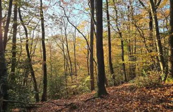 Chalet Vito - Where Luxury Meets Tranquility - Foto 39