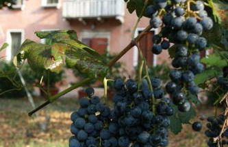 Agriturismo Villa Mocenigo - Photo 44