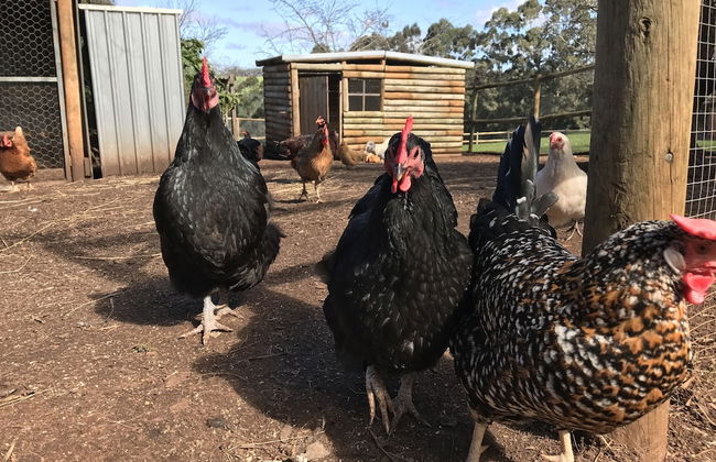 Pump Hill Farm Cottages - Photo 61