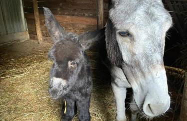 Más Figueres - Foto 45