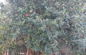 Pertinho da Mata - Foto 6