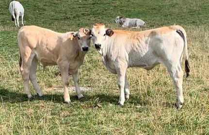 Pleine nature Pied pistes Piscine chauffée - Foto 41