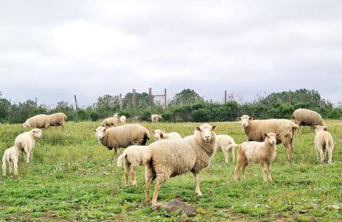 Casas do Monte - Foto 32