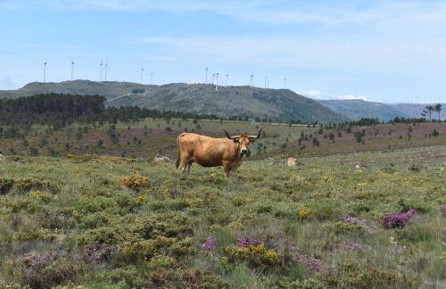 Quinta do Passal - Foto 67