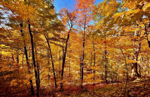 Log Cabin - Natures Oasis - Fire Pit & Gazebo - Foto 49