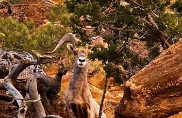 Cozy Home Between Zion & Bryce - Photo 40