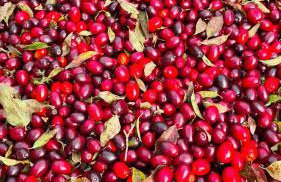 Forestside House Gacka with relax area - Foto 32