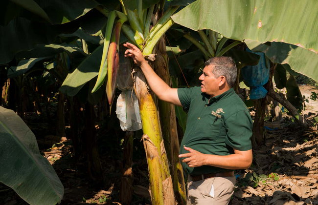 Tour de la fruta tropical - Foto 2