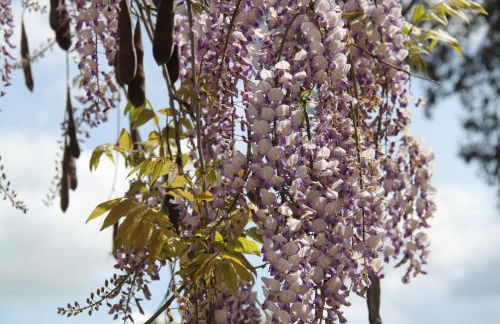 Quinta do Archino - Foto 16