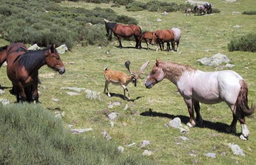 La Coberta-Lo Paller del Coc - Foto 23