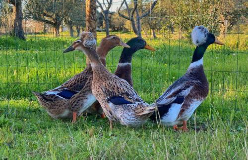 Quinta da Tapada de São Pedro - Foto 8