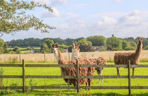 Chequer Stable - Photo 19