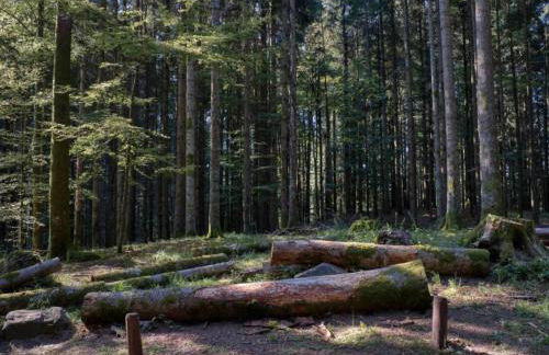 Rustic Holiday Home in Ortignano with Swimming Pool - Foto 70