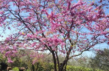 Les Oliviers de Claron - Foto 14