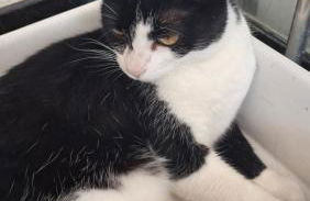 Flat Forte Orange - Ilha de Itamaracá - Foto 57