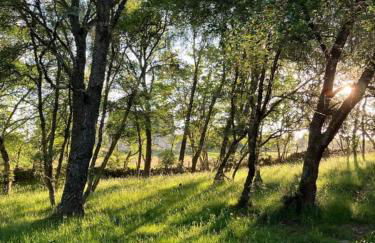 Migdale Pods Luxury Glamping - Foto 13