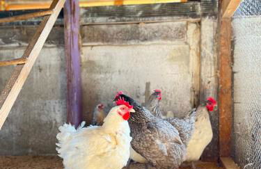 Agriturismo La Vecchia Chioderia - Foto 8