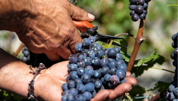 Degustazione di vino a Chiuro - Photo 3