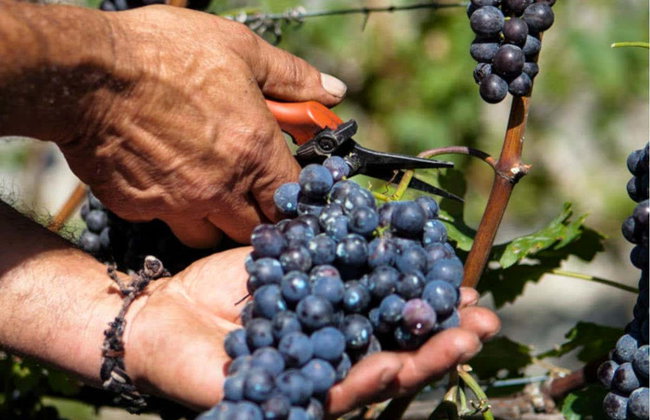 Degustazione di vino a Chiuro - Foto 3