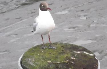 FeWo Paulsen Schobüll - Foto 61