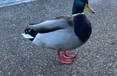 Ty Mawr, The Old School Holiday Homes - Pet Friendly - Foto 77