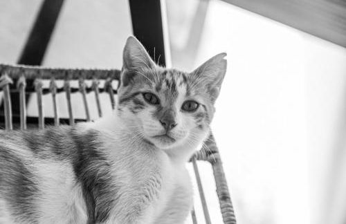 Glaros Kouremenos - Photo 25