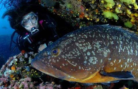Bautismo de buceo en Cabo de Palos - Foto 2