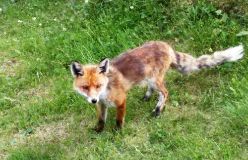 Casa Zebrusius - Zebrusius's App - Foto 30