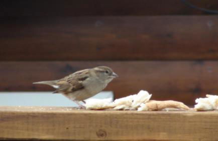 Shifty Chicken Shack - Foto 20